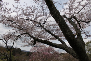 Obraz premium 桜