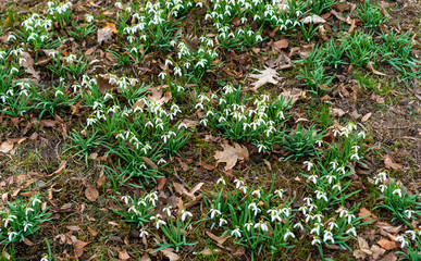 The first growing spring flowers