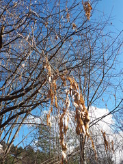 Tree branches against the blue sky - Bekkelaget 
