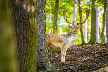 Fallow deer in summer deer-park.
