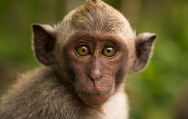 young macaque closeup