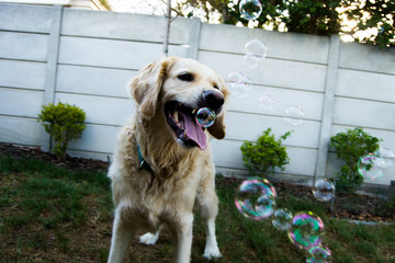 bubble