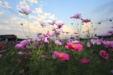 コスモス
