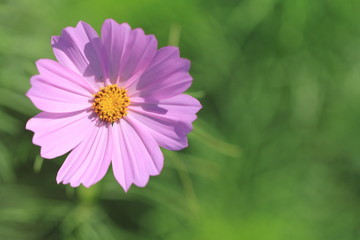 Obraz premium コスモス