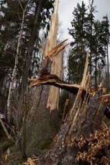 Holzeinschlag-Sturmsch&auml;den