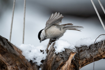 Bird Tit in forest, snowflakes and nice lichen branch near Baikal lake.