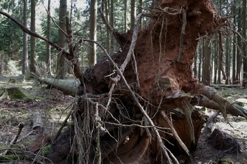 Holzeinschlag-Sturmschäden