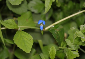 Beautiful blue flower amongst the bush land Sydney NSW Australia