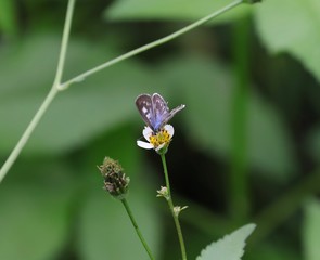 Butterfly hovering over an orange and white flower trying to get pollen with a nice green background