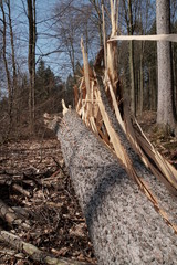 Holzeinschlag-Sturmsch&auml;den