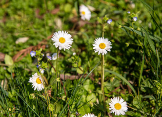 Margherite in un bel prato