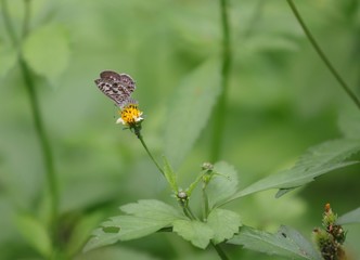 Butterfly hovering over an orange and white flower trying to get pollen with a nice green background