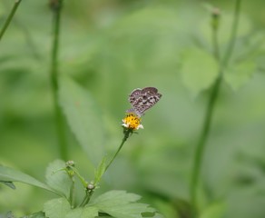 Butterfly hovering over an orange and white flower trying to get pollen with a nice green background