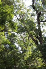 Fototapeta premium 伊勢神宮内宮