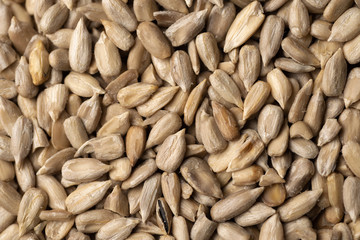 Sunflower Seeds Texture. Macro Background.