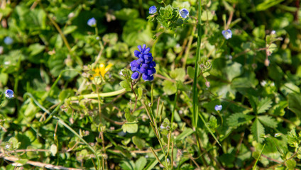 fiori spontanei primaverili
