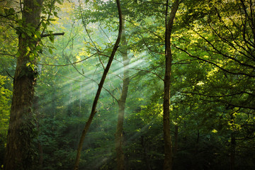 morning in a misty green forest with rays of sunlight