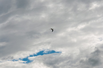 Hérons dans le ciel nuageux