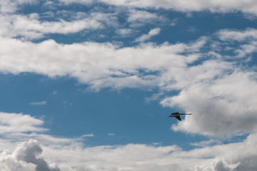 Hérons dans le ciel nuageux