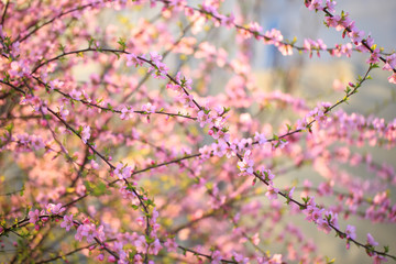 the plum trees bloom, Peach blossoms in bloom