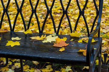 Beautiful autumn scenery of a city park with red-yellow leaves.