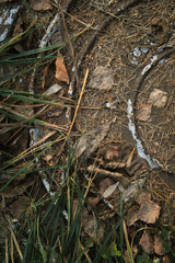 autumn grass and fallen leaves against the background of a rusty city hatch