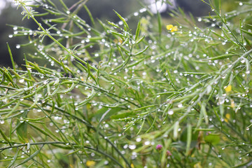 Dew droplets on leaves forms a beautiful texture of green and yellow background. Captured in monsoon season in August during monsoon trek to Valley of Flowers National park in Uttarakhand, India.