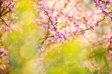 the plum trees bloom, Peach blossoms in bloom