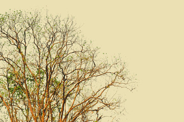 Dry tree in vintage tone for background