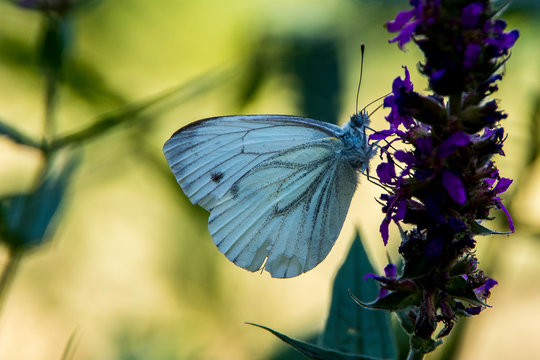 Papillon sur une fleure macrophotographie 