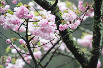 Fototapeta premium 八重桜