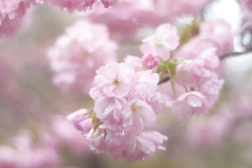 Naklejka premium 八重桜