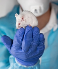 laboratory mouse in the hands of the researcher