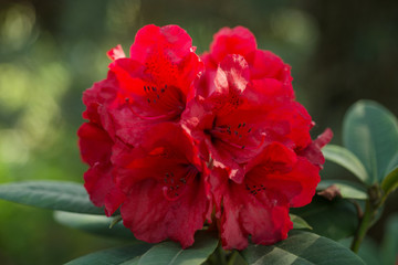 Red rhododendron blooms in the garden close-up