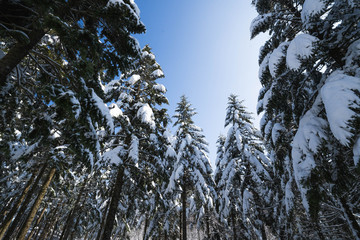 Low angle shot of tall pine tree covered in snow with blue sky.