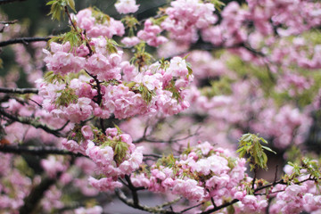 Fototapeta premium 八重桜