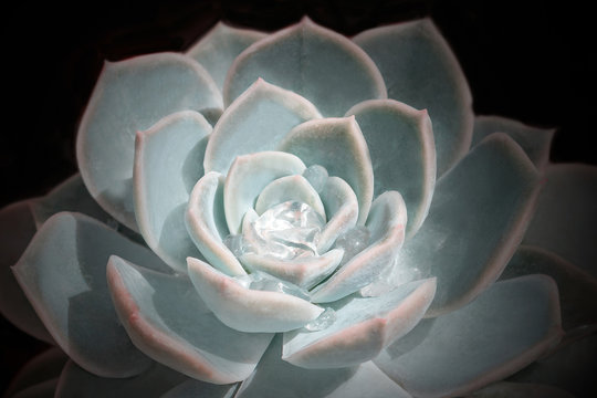 Bright colorful image of nature. Close-up of Echeveria flower with beautiful water drops