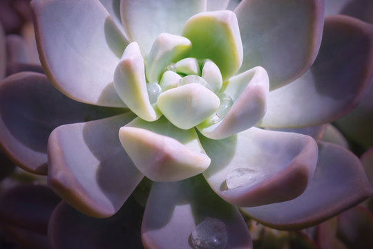 Bright colorful image of nature. Close-up of Echeveria flower with beautiful water drops