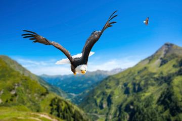 Zwei Adler fliegen in großer Höhe mit ausgebreiteten Flügeln an einem sonnigen Tag in den Bergen.