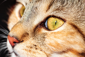 Nahaufnahme einer Katze mit braunem Fell und engen Pupillen