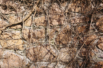 A brick fence overgrown with dried plants. External fence of the house. A brick wall with dry old branches.