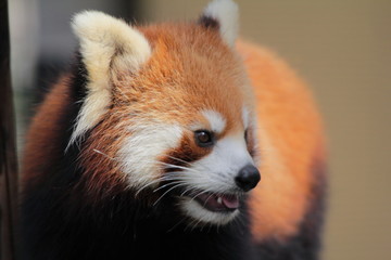 レッサーパンダ