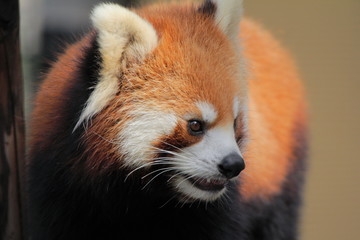 レッサーパンダ