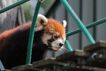 レッサーパンダ