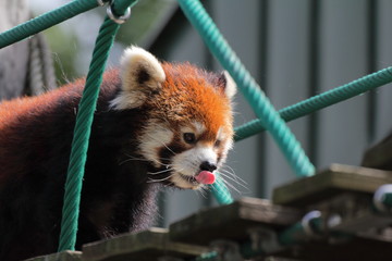 レッサーパンダ