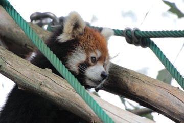 レッサーパンダ