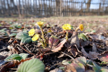 Fresh yellow foalfoot flowers between strawberry leaves close up view and fence in the background, selective focus. Spring, new life, revival, renaissance, renewal concept.