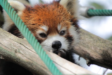 レッサーパンダ