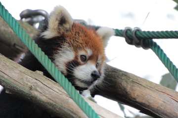レッサーパンダ