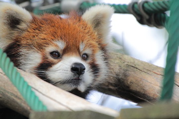 レッサーパンダ